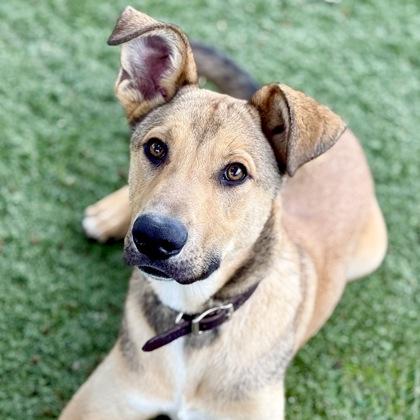 Enlarge Felix, a Adoptable mixed breed in Red Bluff, CA image 5/5