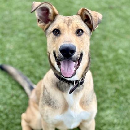 Enlarge Felix, a Adoptable mixed breed in Red Bluff, CA image 1/5