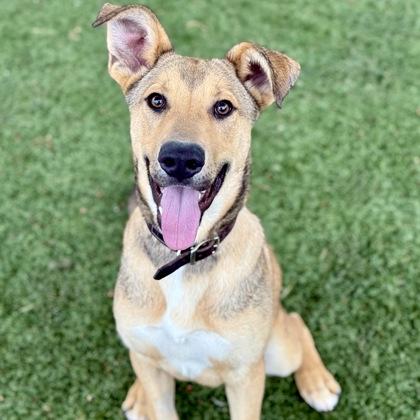 Felix, a Adoptable mixed breed in Red Bluff, CA image 3/3