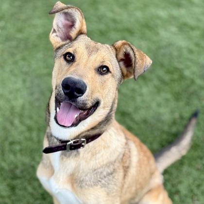 Felix, a Adoptable mixed breed in Red Bluff, CA image 1/3