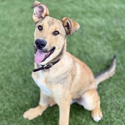 Felix, a Adoptable mixed breed in Red Bluff, CA image 2/3
