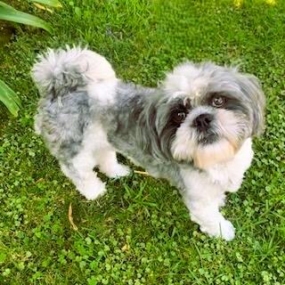 PRESLEY, a Adoptable mixed breed in Santa Monica, CA image 1/4