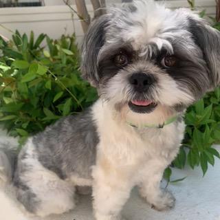 PRESLEY, a Adoptable mixed breed in Santa Monica, CA image 2/4