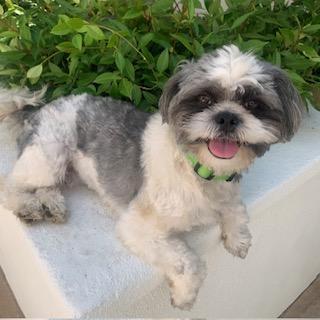 PRESLEY, a Adoptable mixed breed in Santa Monica, CA image 3/4