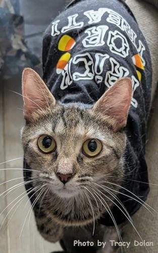 Stella, a Adoptable mixed breed in Oak Ridge, TN image 2/2