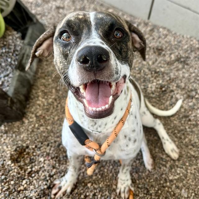 Enlarge GEORGETTE, a Adoptable mixed breed in Mesa, AZ image 1/1
