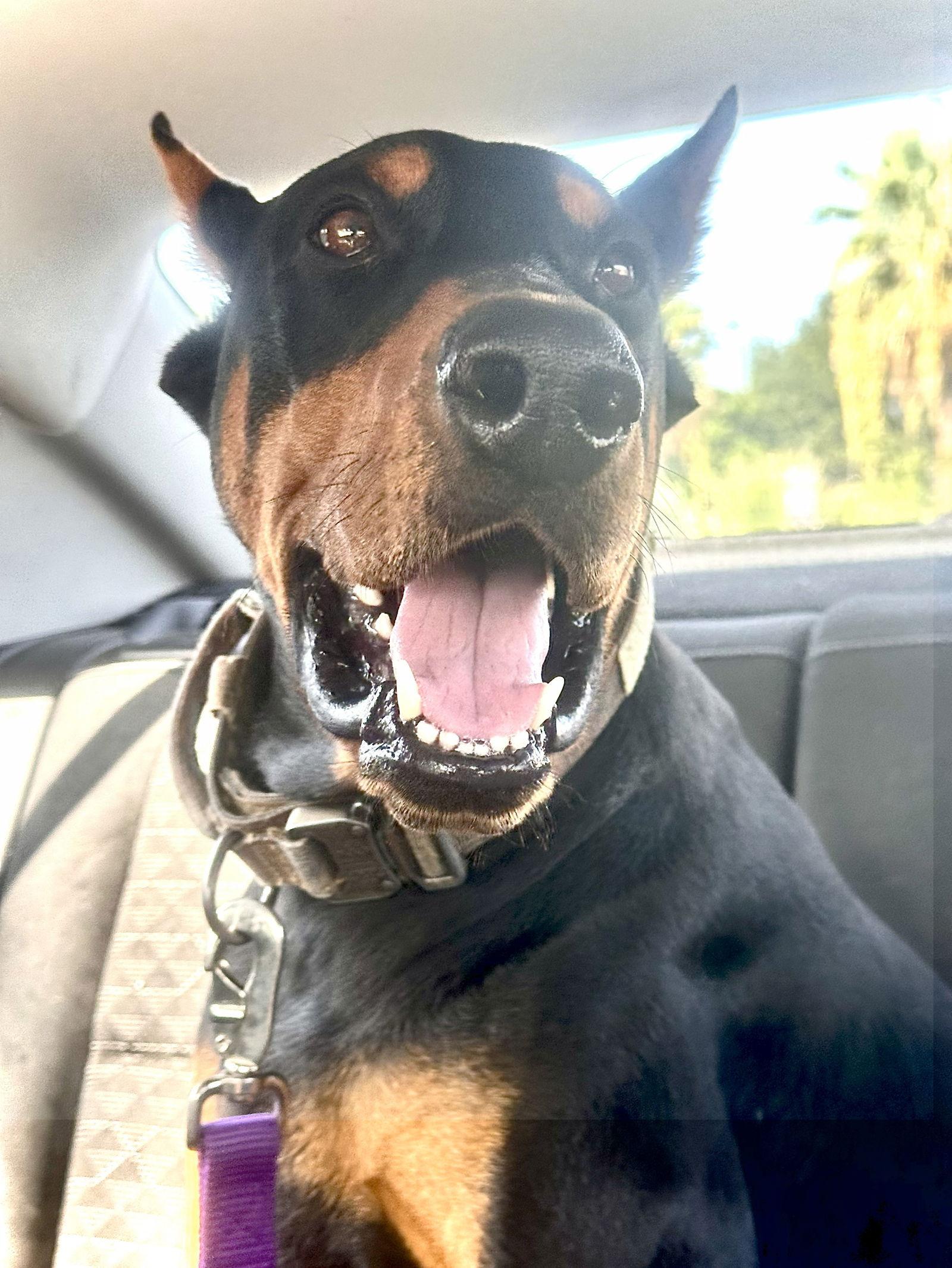 Enlarge Blaze, a Adopted Doberman Pinscher in San Antonio, TX image 1/3