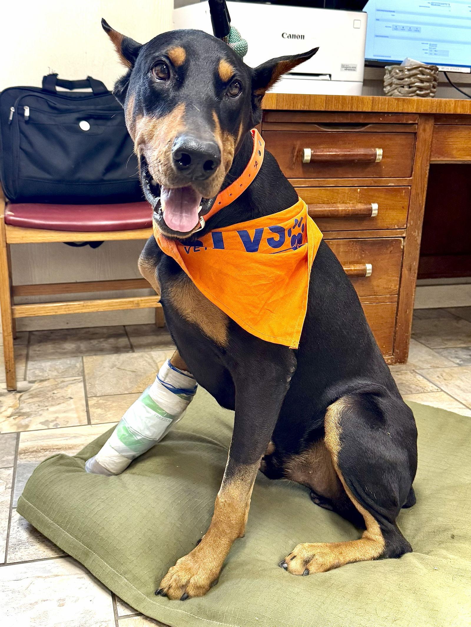 Enlarge Blaze, a Adopted Doberman Pinscher in San Antonio, TX image 2/3