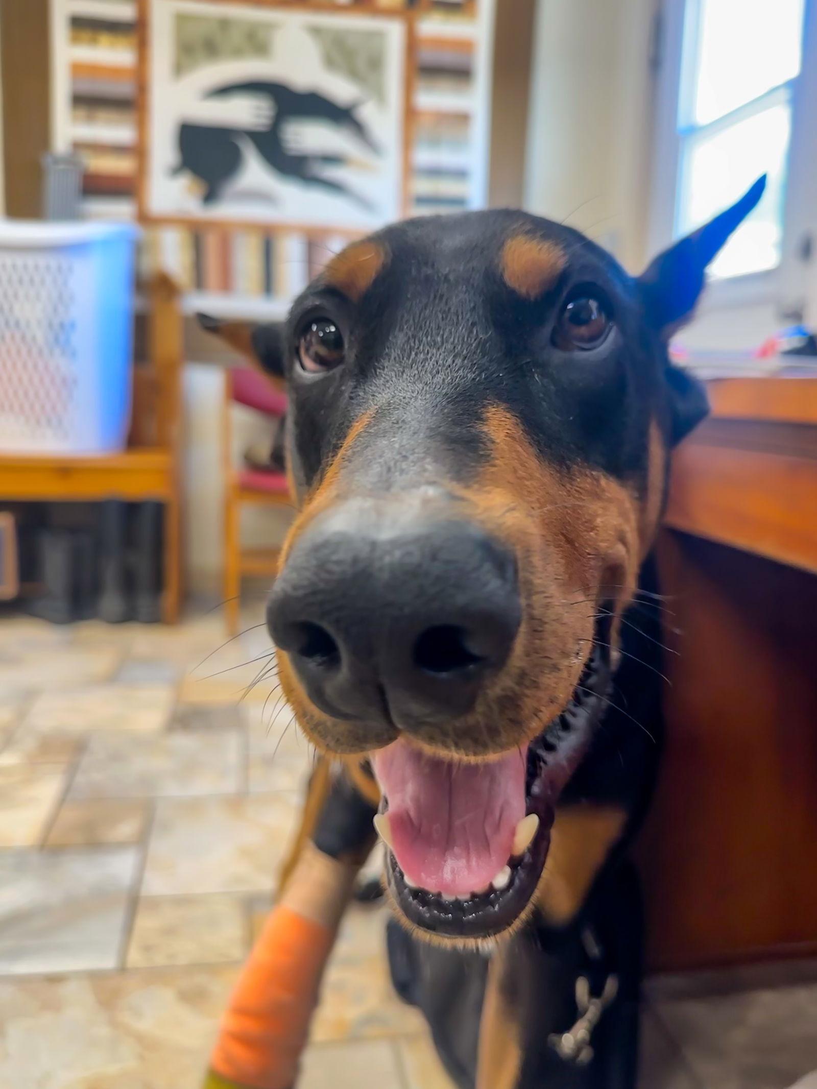 Enlarge Blaze, a Adopted Doberman Pinscher in San Antonio, TX image 3/3