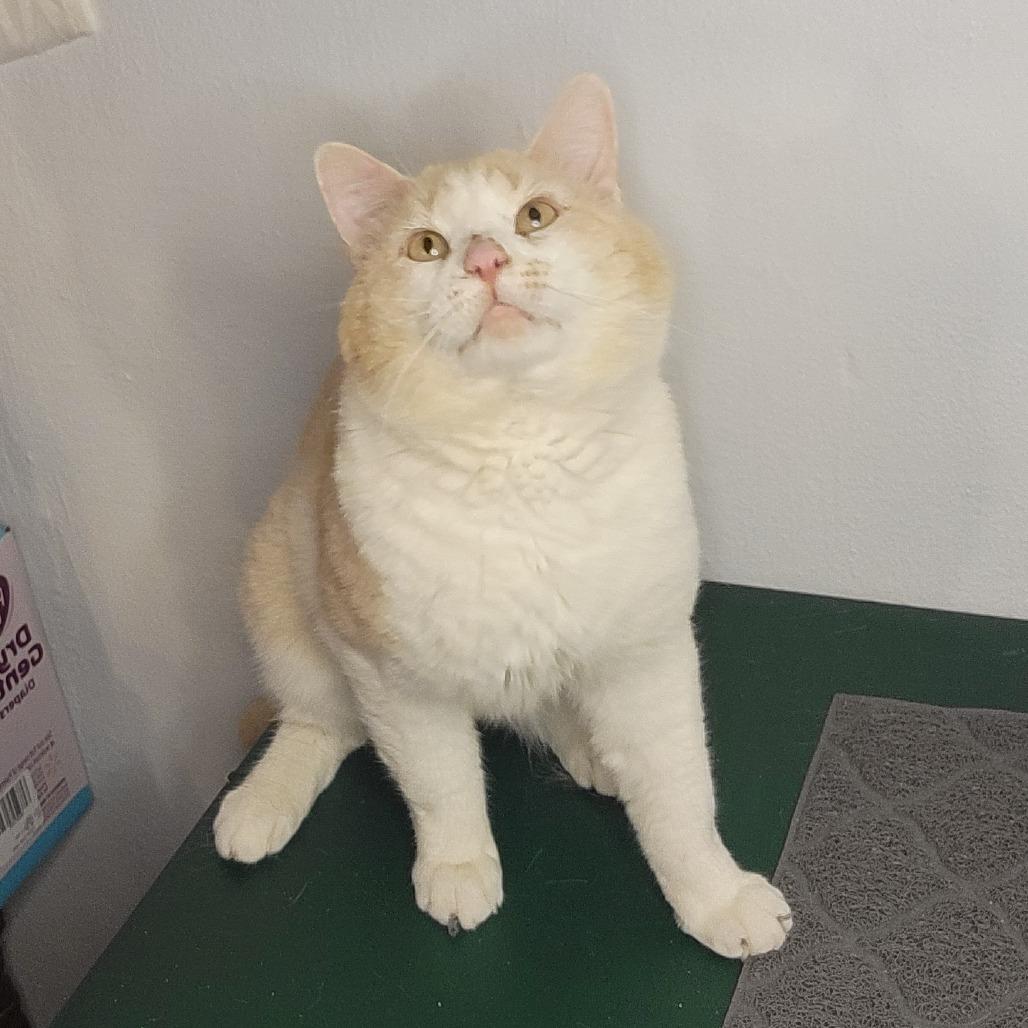 Enlarge Butch, a Adoptable Domestic Short Hair in Kansas City, MO image 2/4
