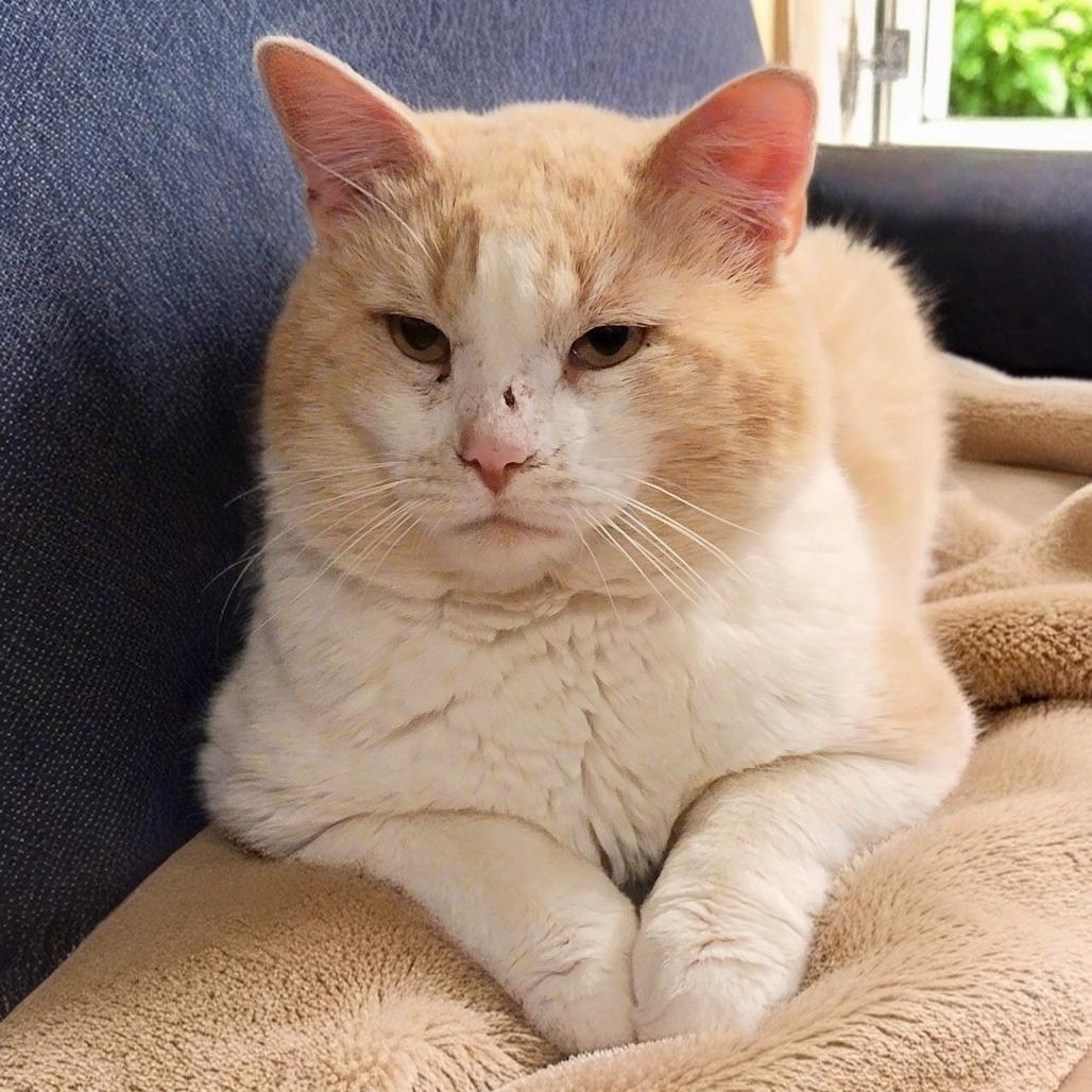 Enlarge Butch, a Adoptable Domestic Short Hair in Kansas City, MO image 3/4