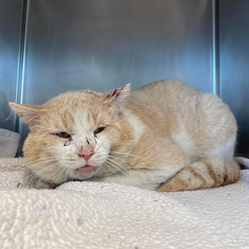 Enlarge Butch, a Adoptable Domestic Short Hair in Kansas City, MO image 4/4