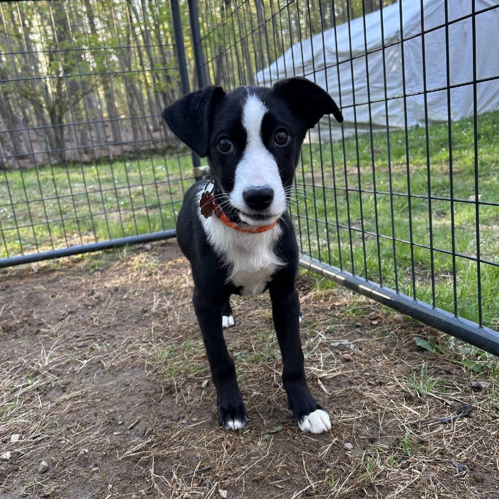 Gyoza *Avail by Appt*, Adoptable, Puppy Female Mixed Breed & Mixed Breed.
