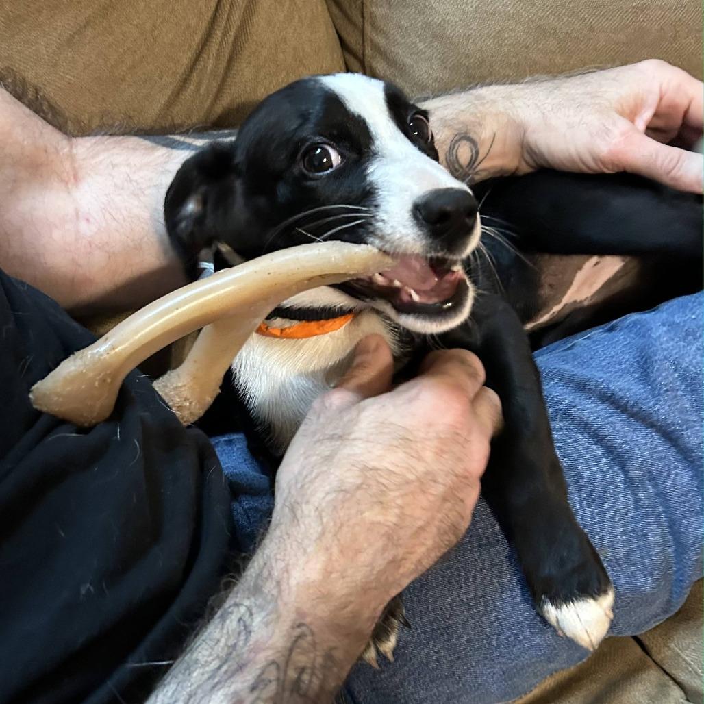 Enlarge Gyoza *Avail by Appt*, a Adoptable mixed breed in Kennebunk, ME image 3/6