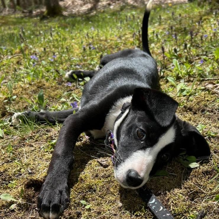 Enlarge Gyoza *Avail by Appt*, a Adoptable mixed breed in Kennebunk, ME image 4/6