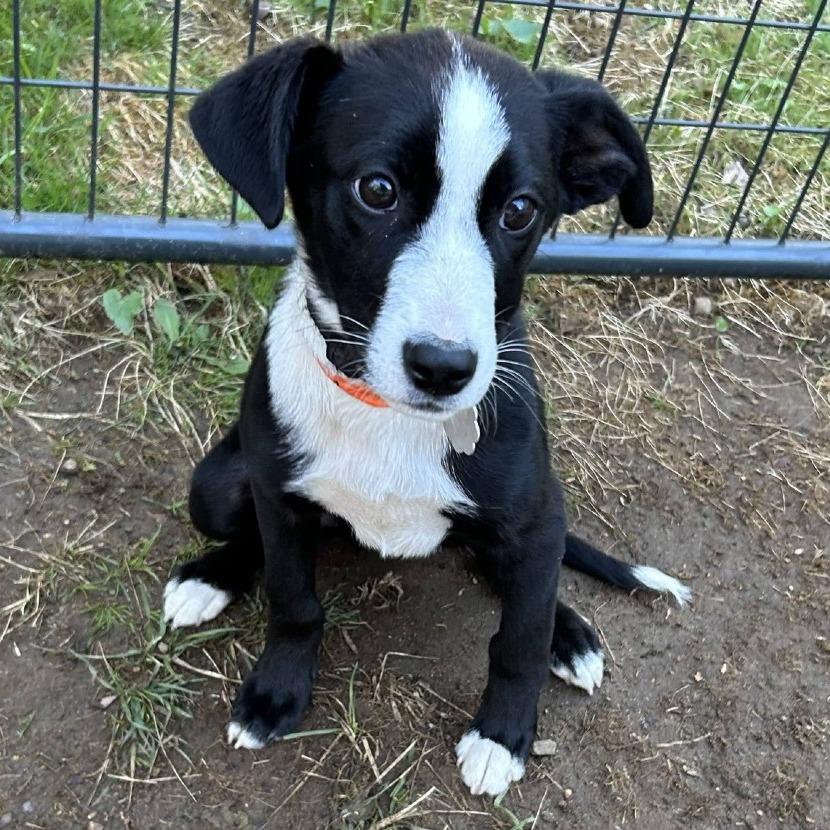 Enlarge Gyoza *Avail by Appt*, a Adoptable mixed breed in Kennebunk, ME image 5/6