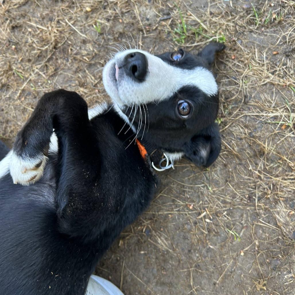Enlarge Gyoza *Avail by Appt*, a Adoptable mixed breed in Kennebunk, ME image 6/6
