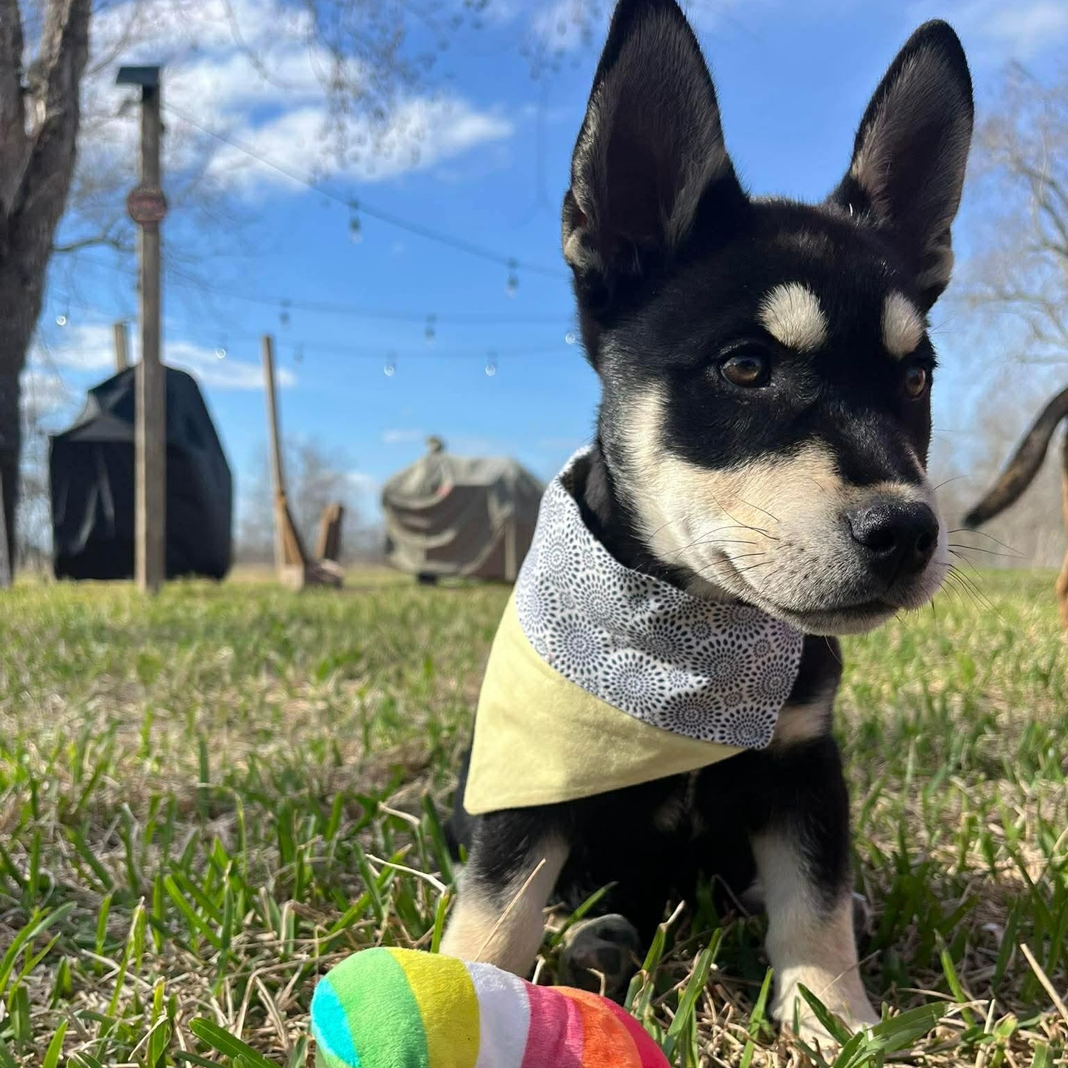 Enlarge Charlie, an adopted mixed breed in Baytown, TX image 3/6