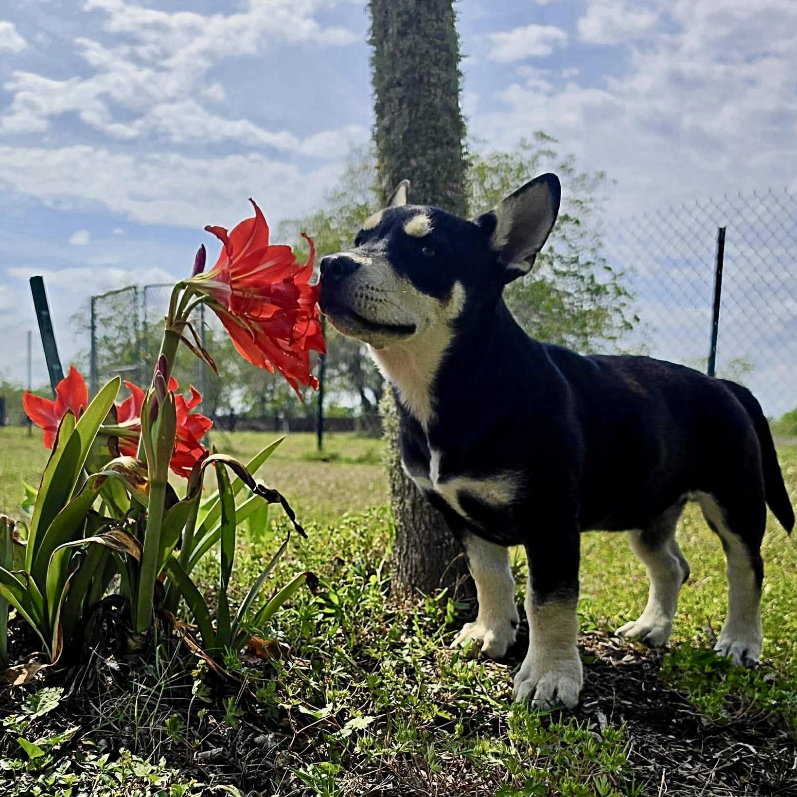 Charlie, adopted, Puppy Male Husky & Corgi.