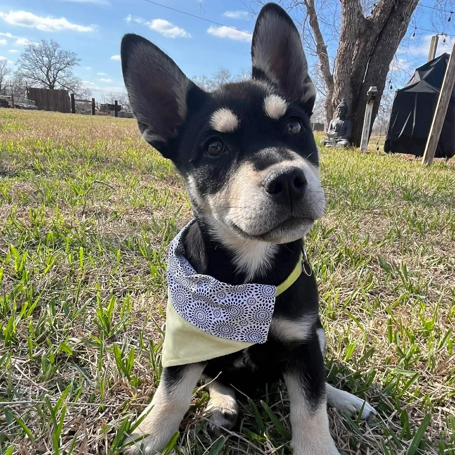 Enlarge Charlie, an adopted mixed breed in Baytown, TX image 4/6
