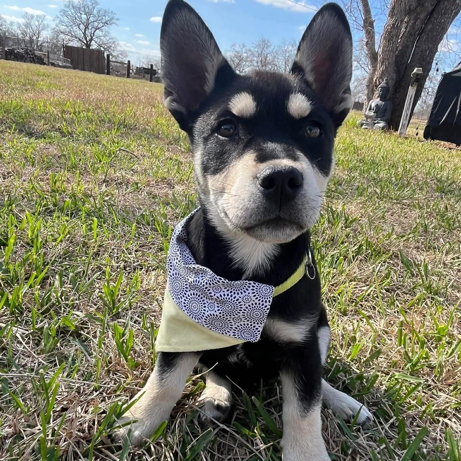 Enlarge Charlie, an adopted mixed breed in Baytown, TX image 6/6