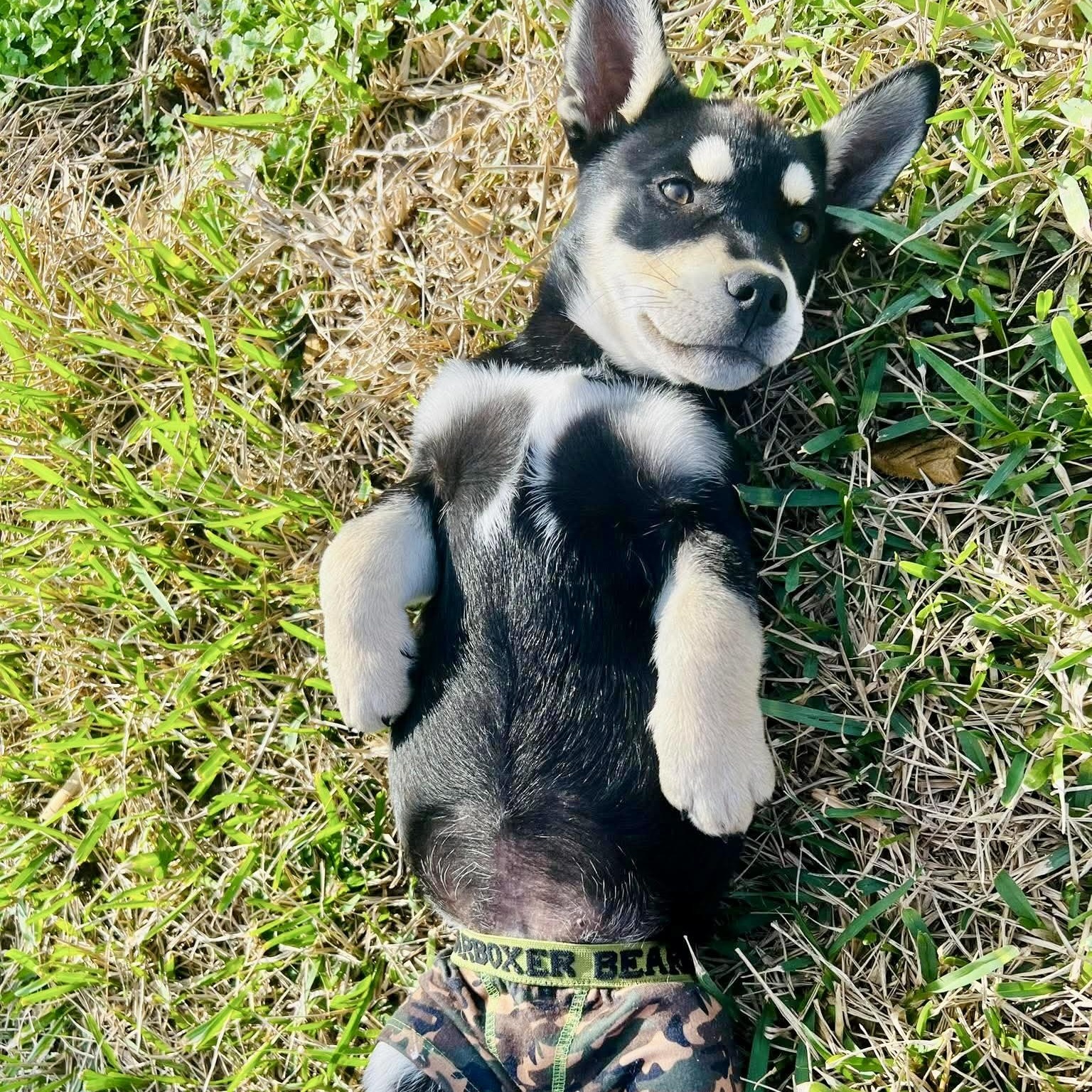 Enlarge Charlie, an adopted mixed breed in Baytown, TX image 5/6