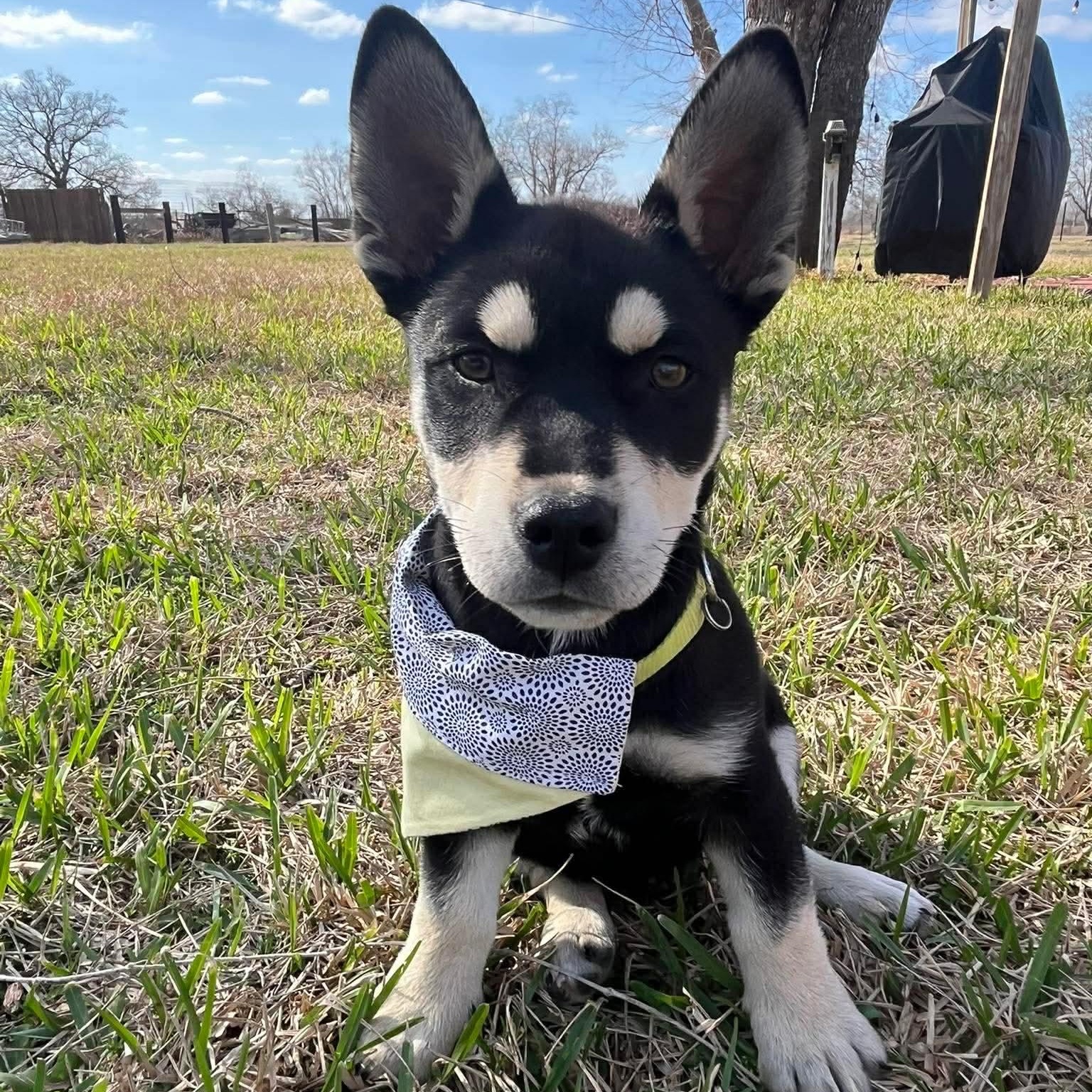 Enlarge Charlie, an adopted mixed breed in Baytown, TX image 2/6