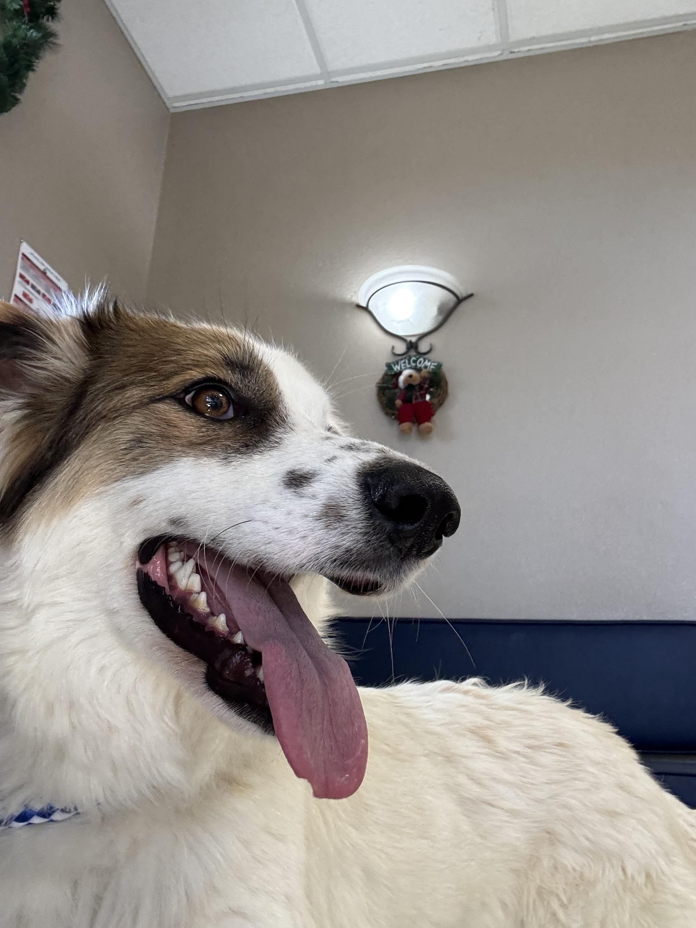 Peppermint, ADOPTABLE, Adult Female Australian Shepherd & Great Pyrenees.