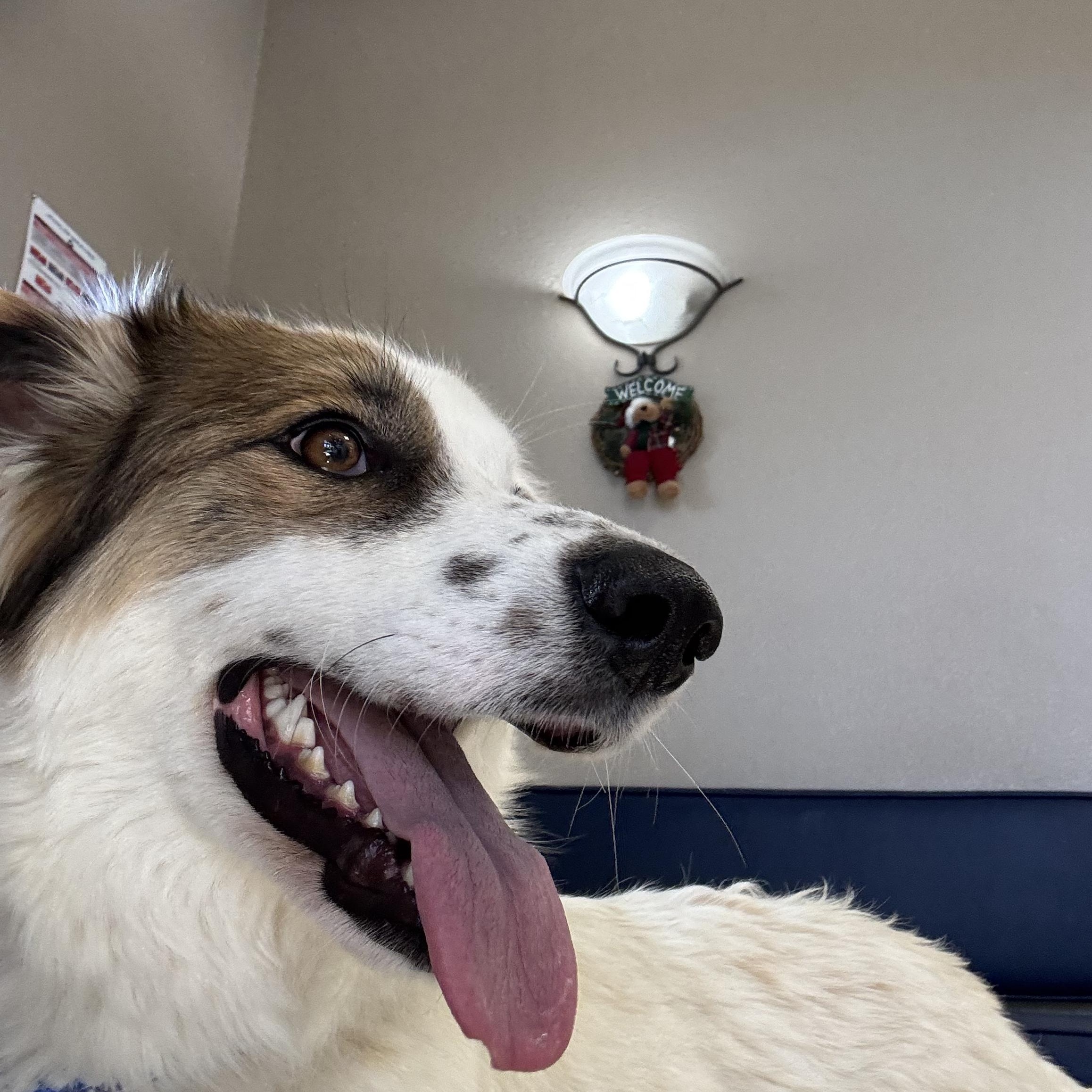 Enlarge Peppermint, a ADOPTABLE mixed breed in Las Vegas, NV image 1/1