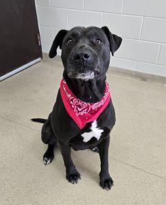 Enlarge Maximus, a ADOPTABLE Labrador Retriever in Bucyrus, OH image 2/5