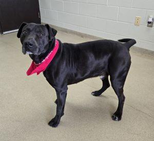 Enlarge Maximus, a ADOPTABLE Labrador Retriever in Bucyrus, OH image 3/5