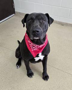 Maximus, ADOPTABLE, Adult Male Labrador Retriever.