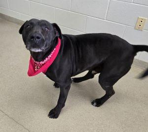 Enlarge Maximus, a ADOPTABLE Labrador Retriever in Bucyrus, OH image 4/5
