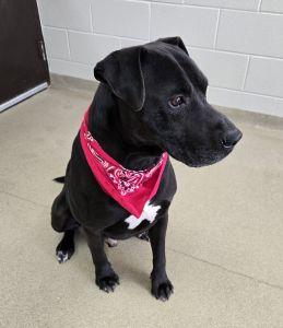 Enlarge Maximus, a ADOPTABLE Labrador Retriever in Bucyrus, OH image 5/5