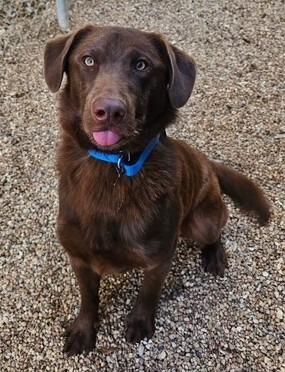 Ovo, Adoptable, Young Male Labrador Retriever.