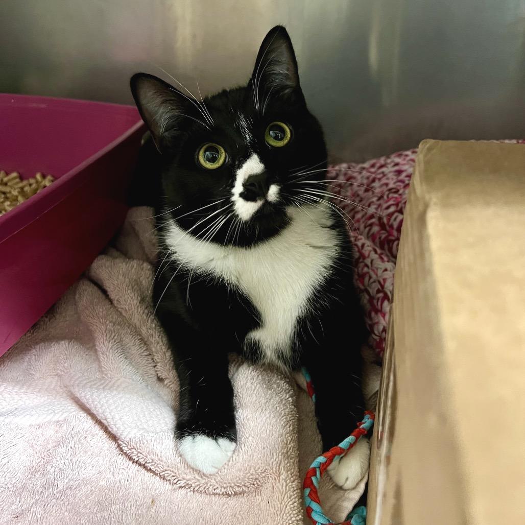 Felix, Adoptable, Young Male Domestic Short Hair.