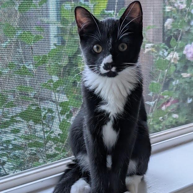 Enlarge Felix, a Adoptable Domestic Short Hair in Morgan Hill, CA image 2/3