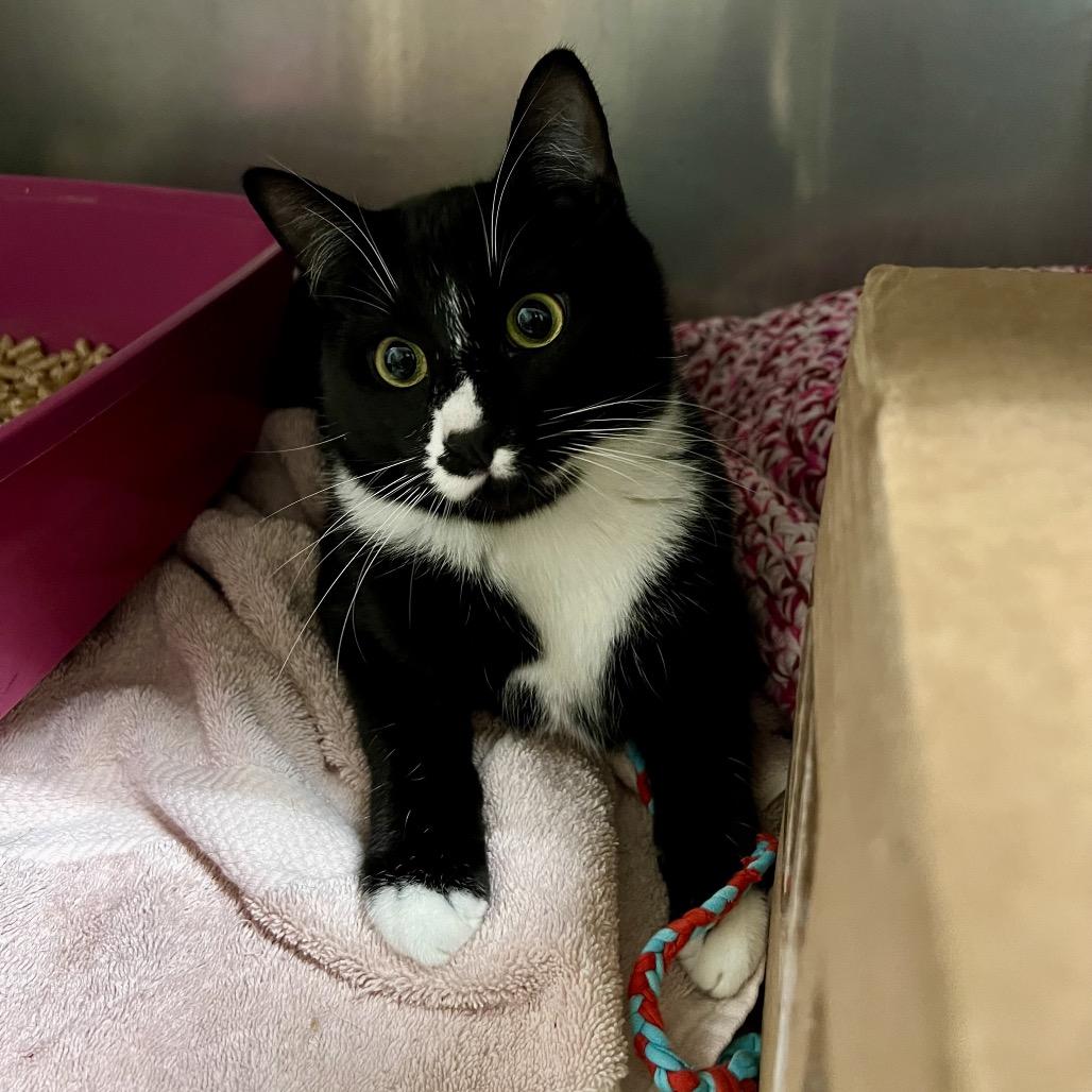 Enlarge Felix, a Adoptable Domestic Short Hair in Morgan Hill, CA image 3/3