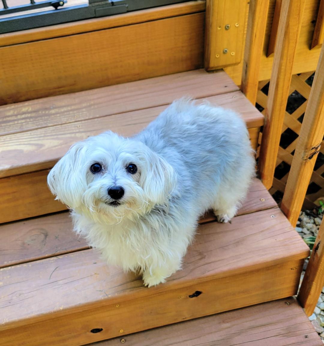 Enlarge Rosie, a ADOPTABLE mixed breed in Greensboro, NC image 3/6
