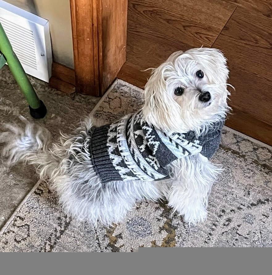 Enlarge Rosie, a ADOPTABLE mixed breed in Greensboro, NC image 1/6