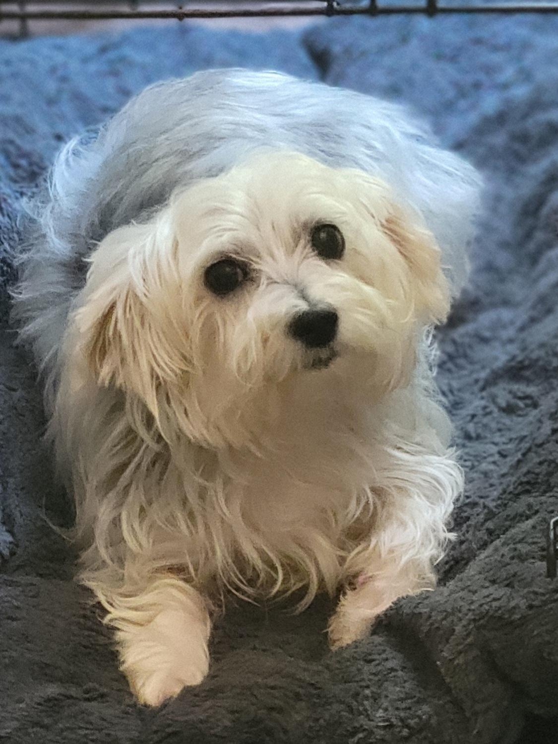 Enlarge Rosie, a ADOPTABLE mixed breed in Greensboro, NC image 2/6