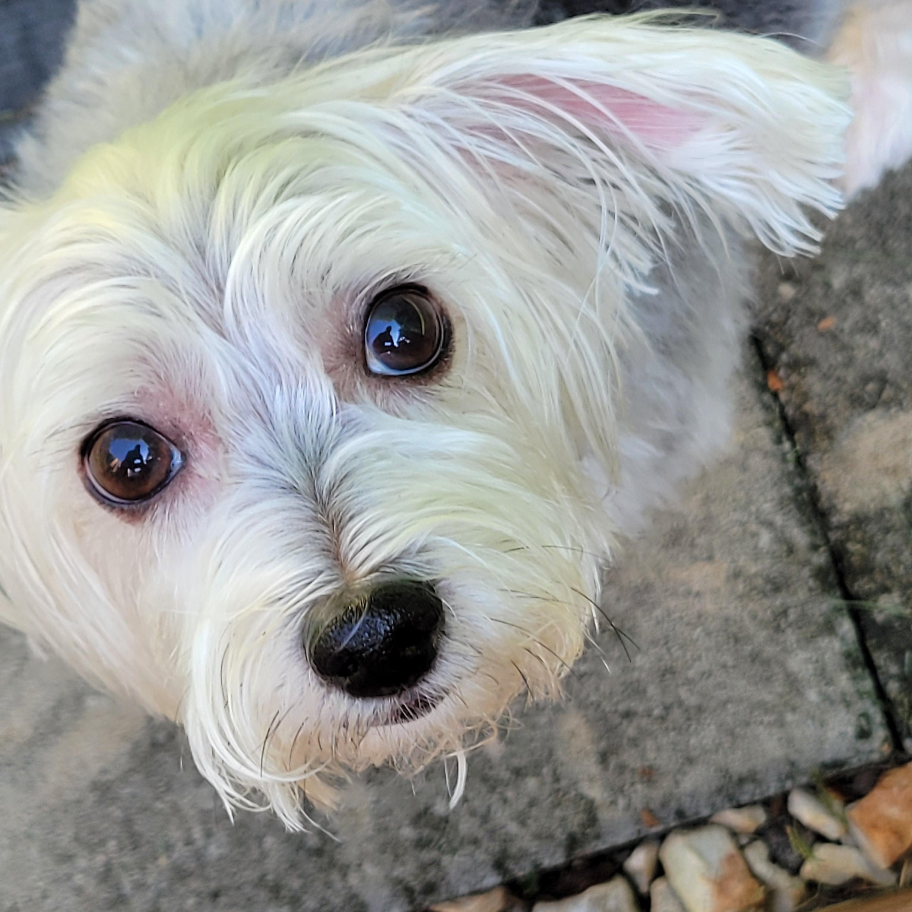 Rosie, ADOPTABLE, Adult Female Yorkshire Terrier & Maltese.