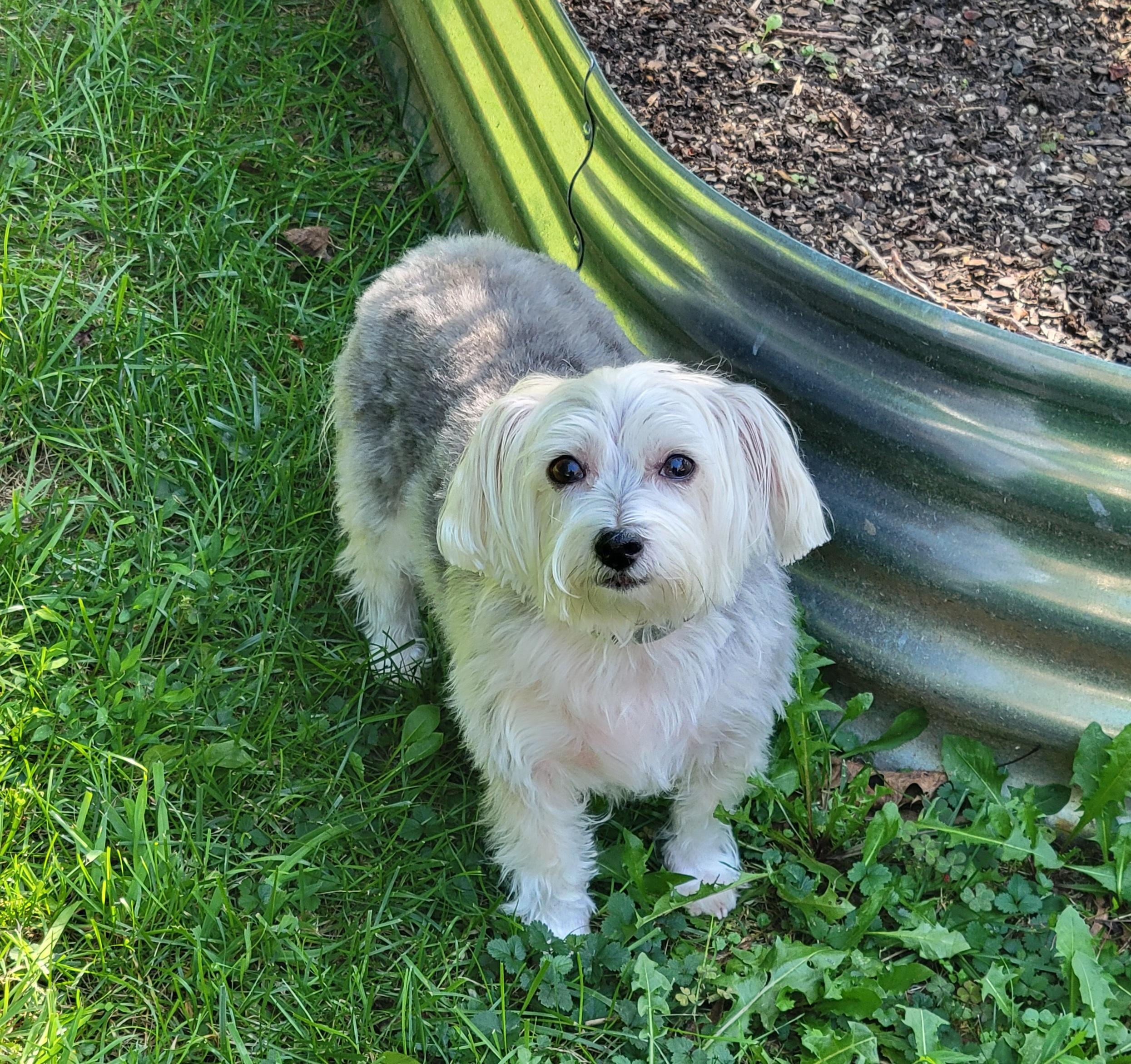 Enlarge Rosie, a ADOPTABLE mixed breed in Greensboro, NC image 2/6