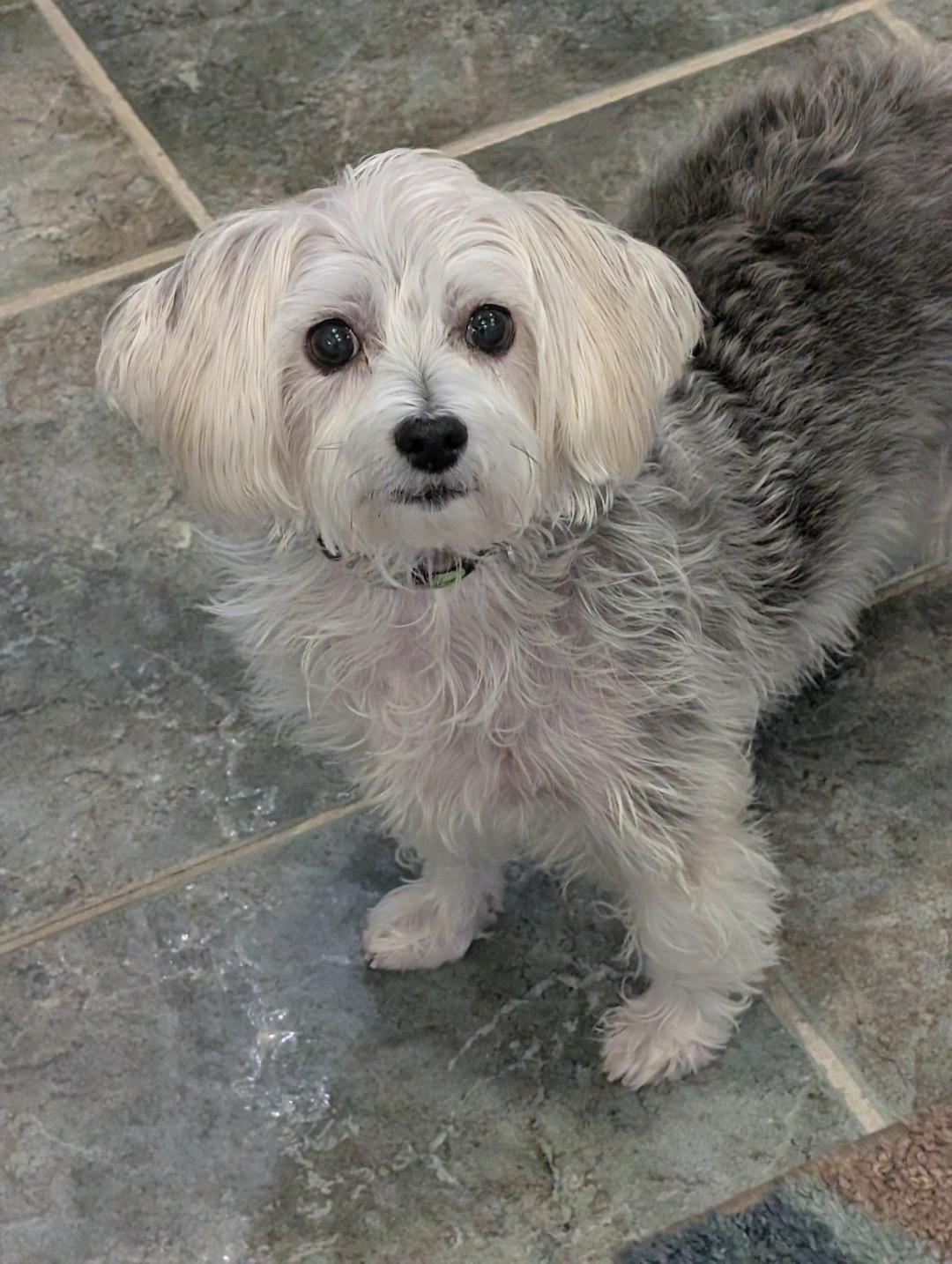 Rosie, Adopted, Adult Female Yorkshire Terrier & Maltese.