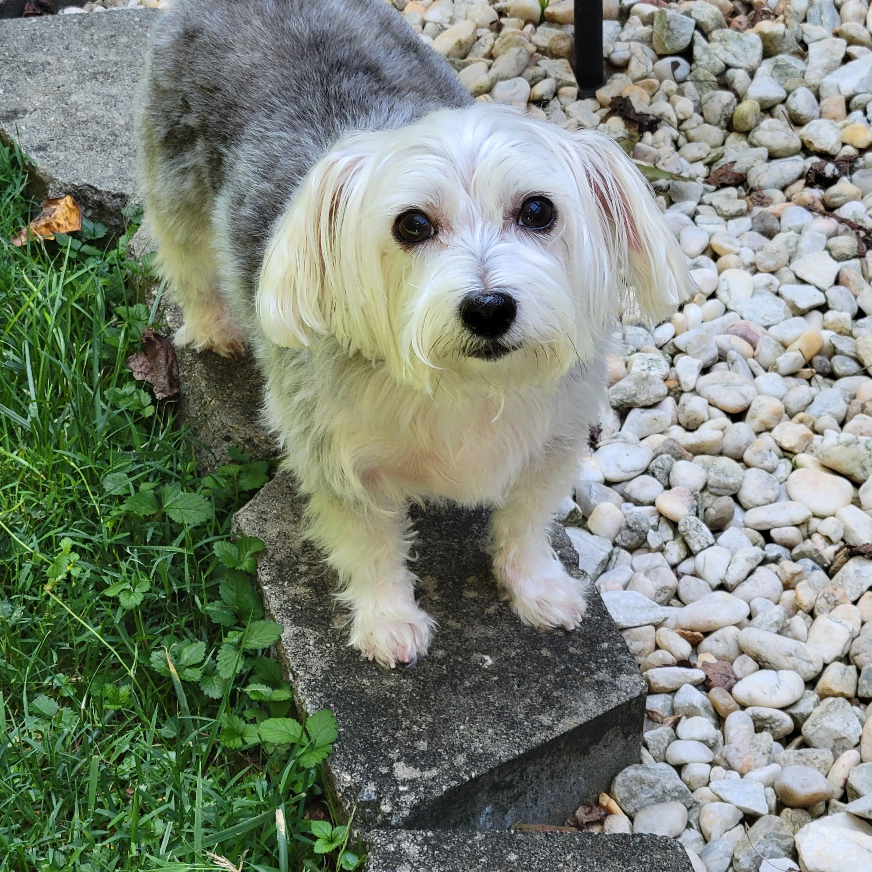 Enlarge Rosie, a ADOPTABLE mixed breed in Greensboro, NC image 4/6