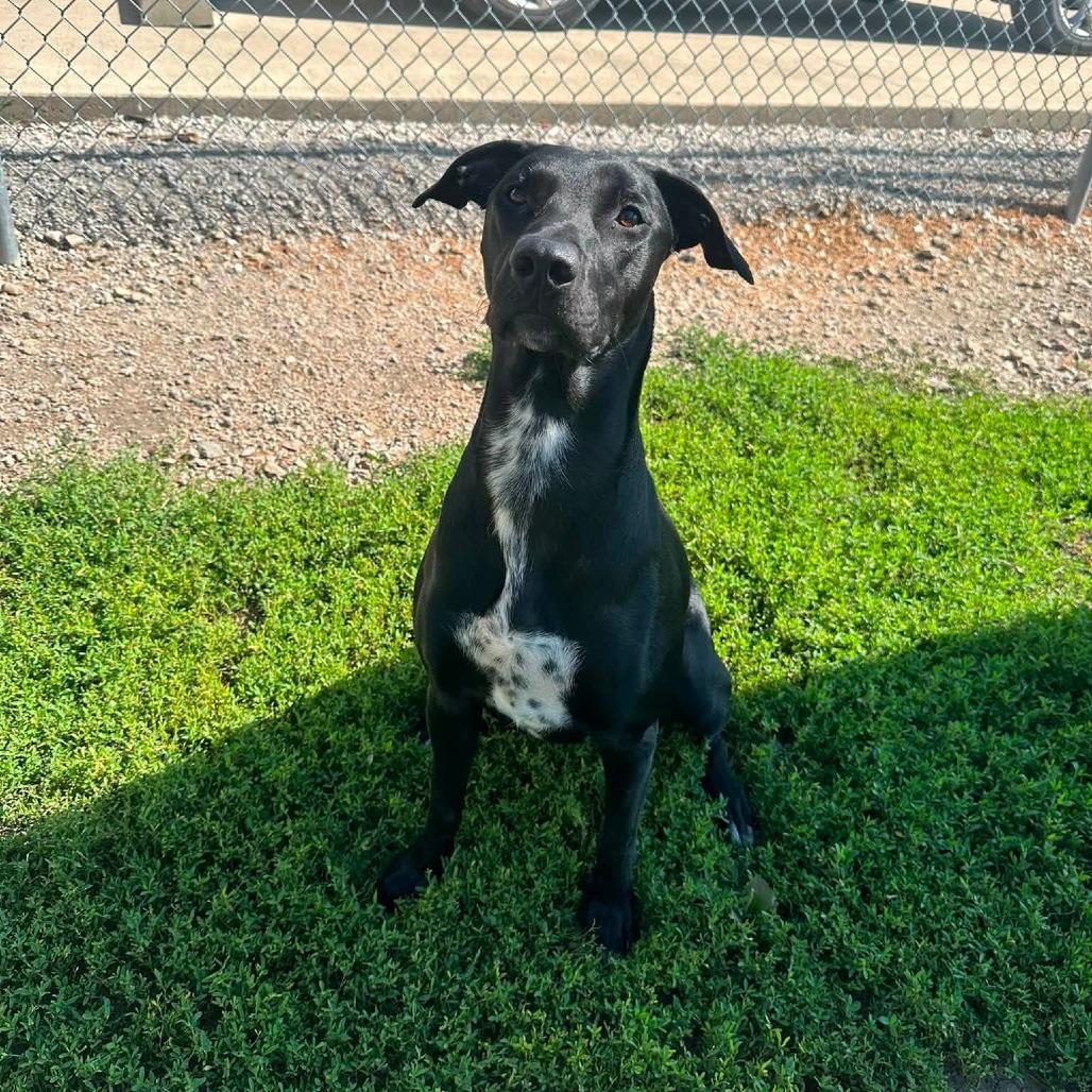 River, Adoptable, Adult Female Belgian Shepherd / Malinois & Labrador Retriever.