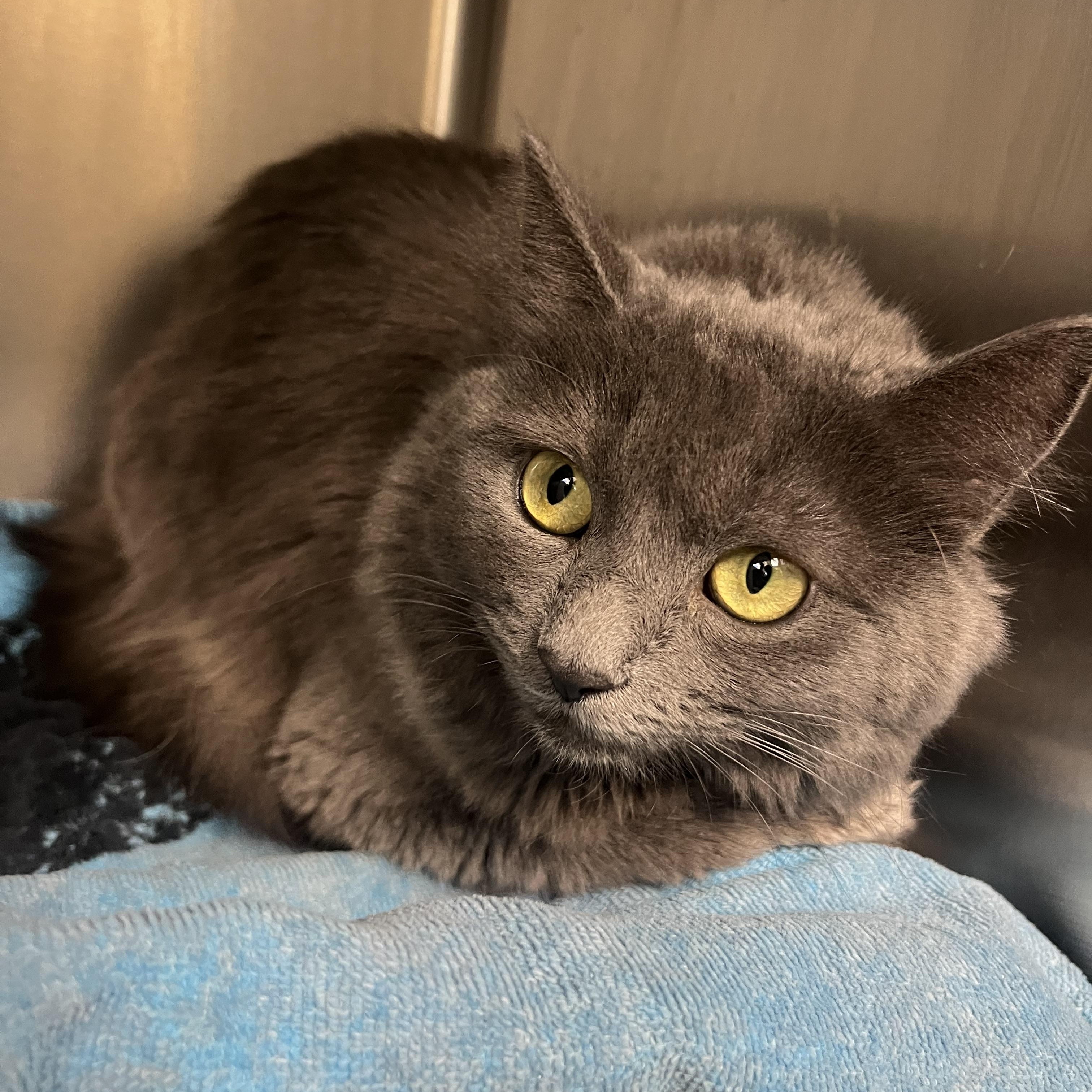 Enlarge Cleo, a ADOPTABLE mixed breed in Mendham, NJ image 1/1