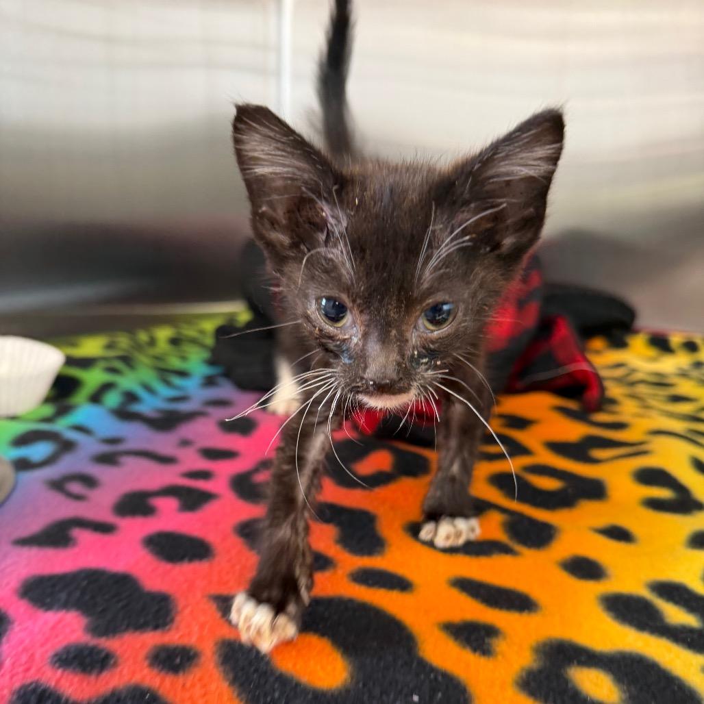 Enlarge Rex, a Adoptable Domestic Short Hair in Morganton, NC image 1/1