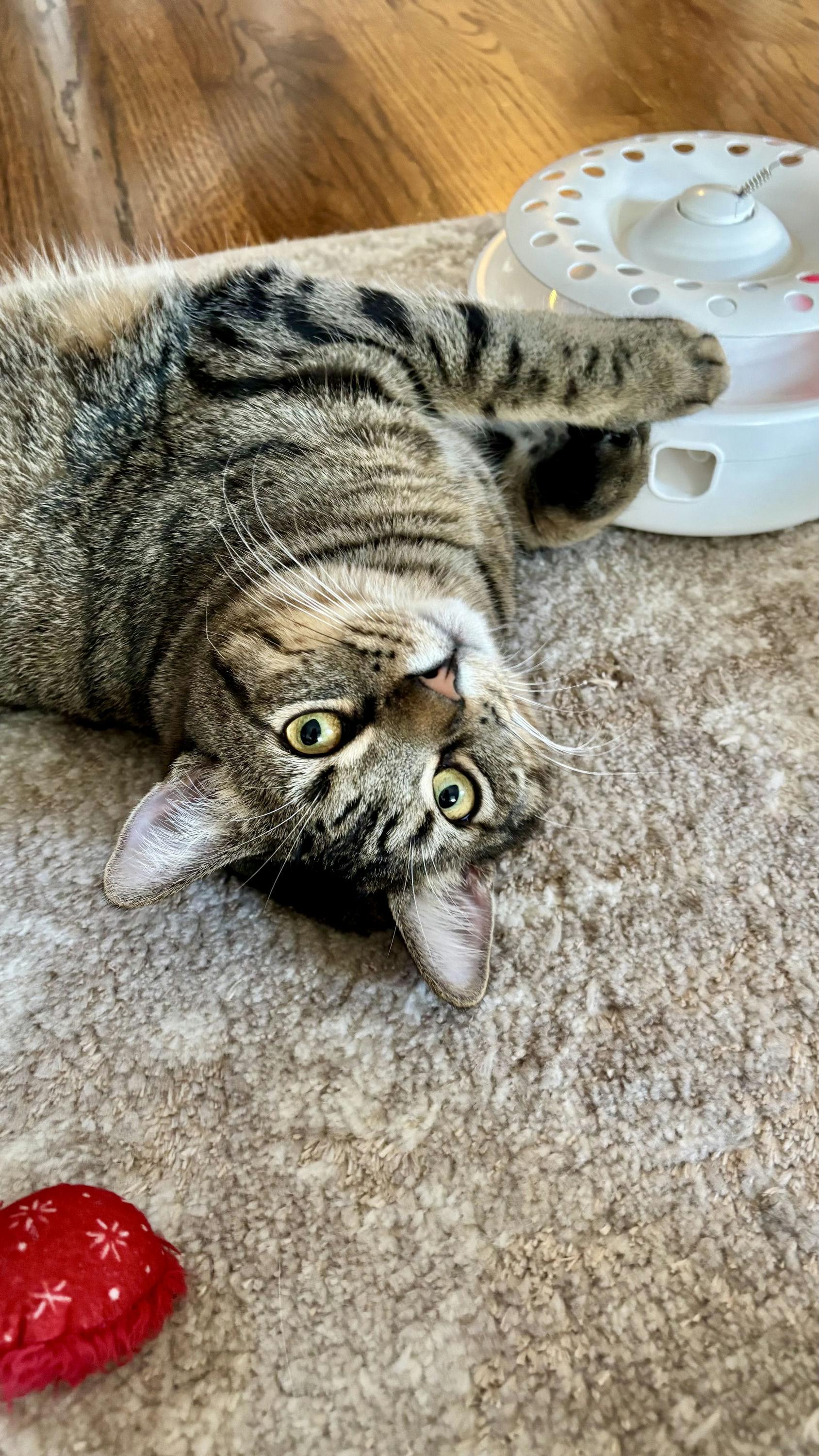 Jaro, a Adoptable Domestic Short Hair in Houston, TX image 2/4