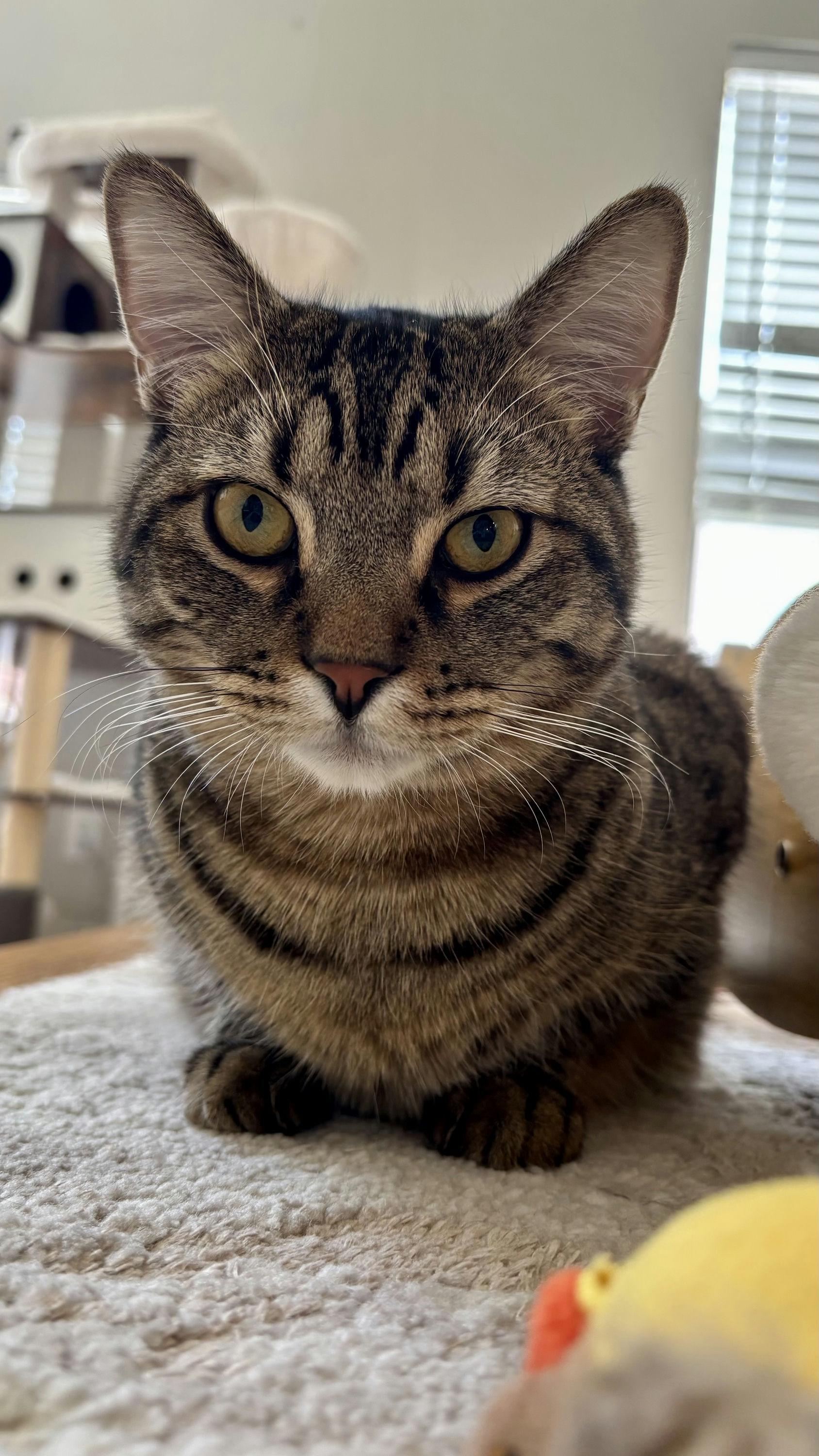 Jaro, a Adoptable Domestic Short Hair in Houston, TX image 3/4